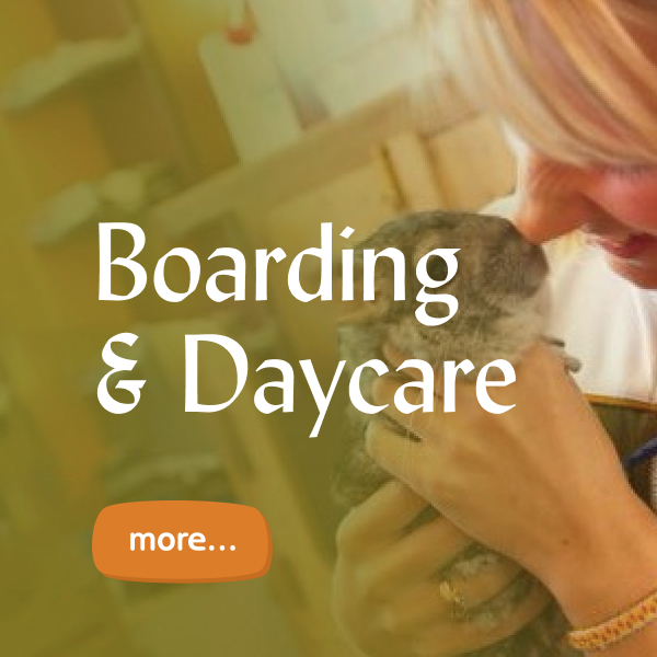 Boarding & Daycare
