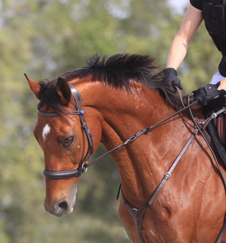 ET  <span>(a.k.a. Earth Tour)</span>