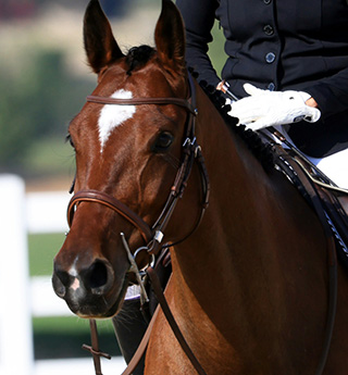 Nottie<br><span>(official name: