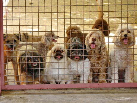 kennels