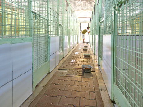 kennels