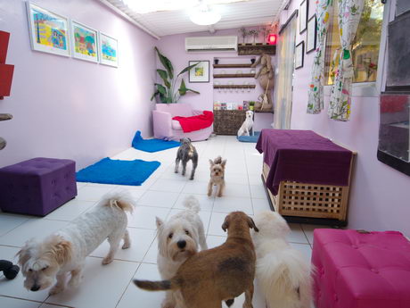 pet daycare dubai