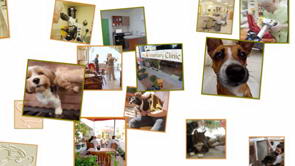 <span>Just a little advert about DKC Veterinary Clinic</span>