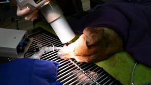 Taking Dental X-rays of your Pet