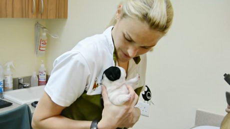 New-born Pups in Consultation