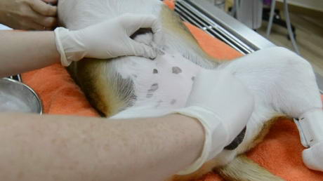 A Little Prepping for Castration