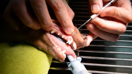 Discovering Unwanted Baby Teeth