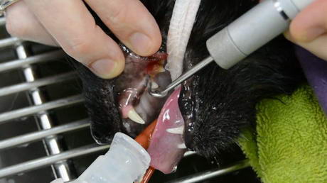 The Scaling & Polishing (and Gnashing) of Teeth