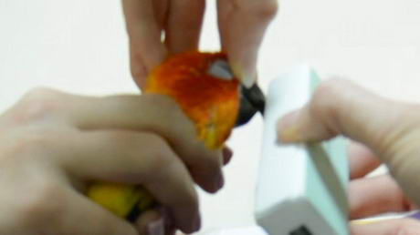 Buffing a Bird's Beak