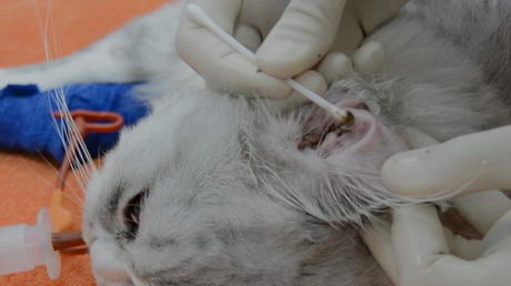 Cleaning Away Those Ear Mites