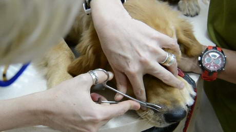 Getting a Hair Sample and a<br>Skin-Scrape to Check for Mites