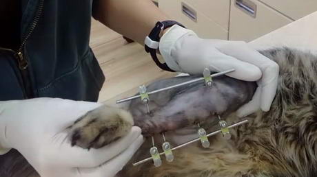 Orthopaedics ~ The External Fixator