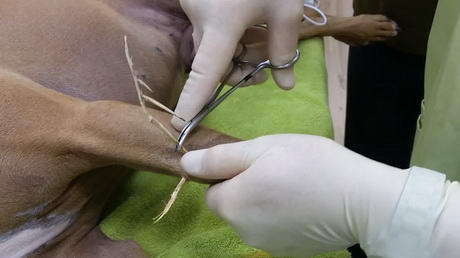 The Dog Romp & The BIG Thorn