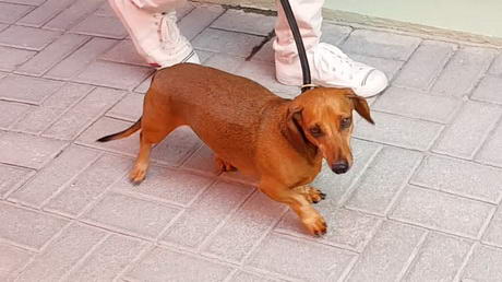 Stella Further Along After Spinal Surgery