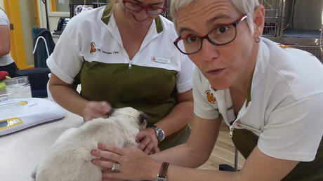 Doing a Cystocentesis for Urine Sample Collection