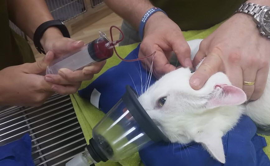 Giving a Cat a Blood Transfusion