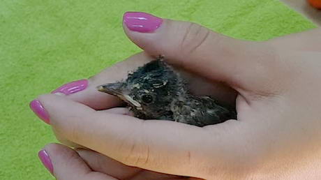 A Little Birdie with a Broken Leg