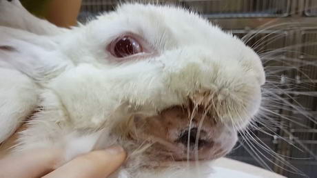 BIG Bunny with a BIG Abscess