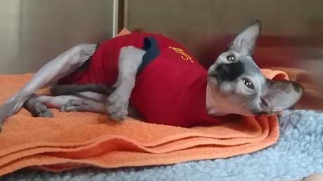 Hairless Cat in a Warm Jacket