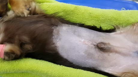 Dog with a Hide-And-Go-Seek Testicle!