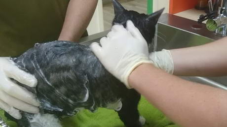 Washing Away Ringworm