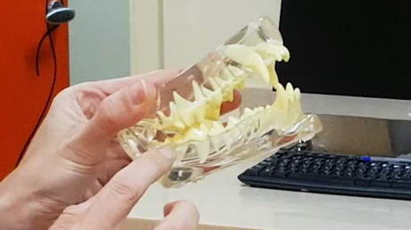 Dog and Cat Dental Models