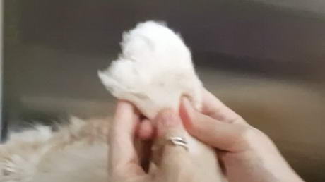 The Cat with Extra Toes