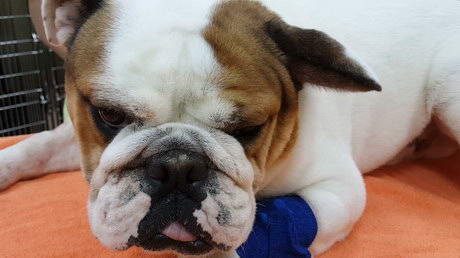 A Dog's VERY BIG Ear!