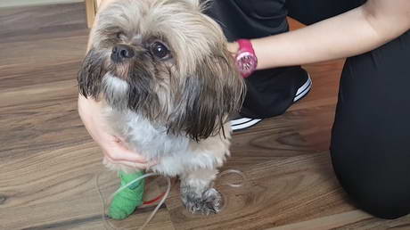 Some Foods Are Toxic to Pets