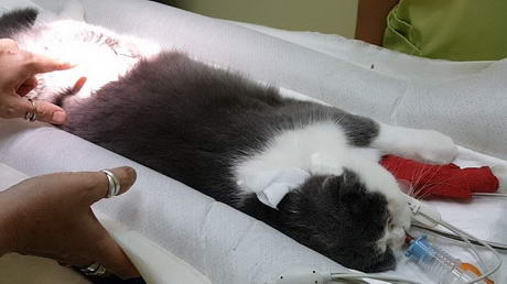 Keeping a Pet Warm During Anaesthetics