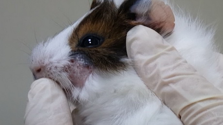 The Guinea Pig with Ringworm