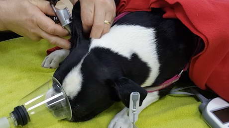 The Strange Things We Find In Dogs' Ears