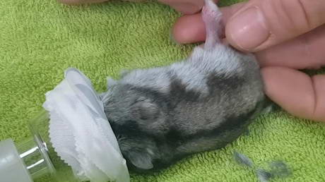 A Hamster and A Broken Leg