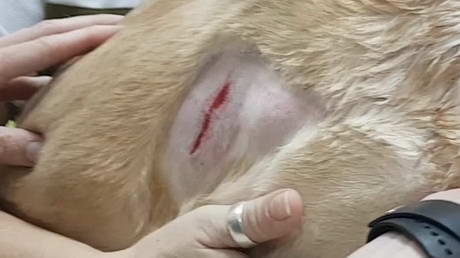 A Bite Wound Revealed