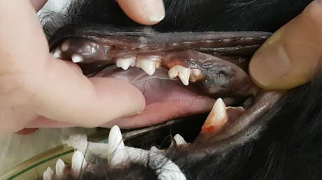 A Young Toothy Eruption