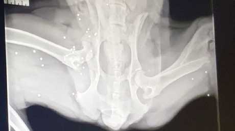 Interesting radiographs of a dog's secret past