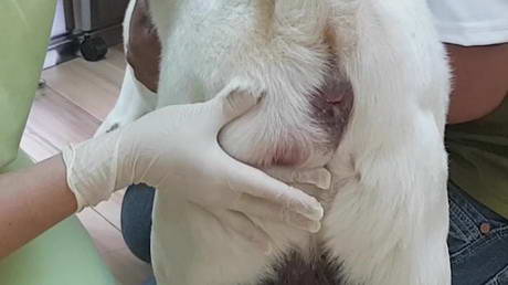 A bothersome butt!<br>Perineal hernia and how it's repaired