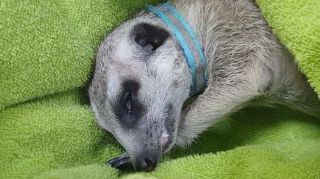 Spaying Mimi the Meerkat