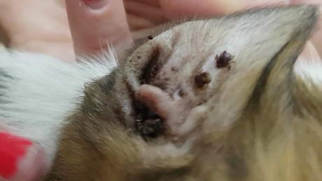 And the little tick says,<br>'My! What delicious ears you have!'