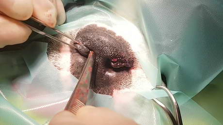 Fixing that French Bulldog's Squishy Nostrils