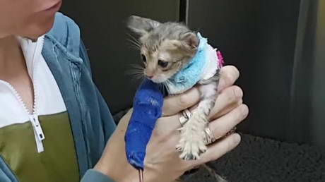 How to recycle your socks ~ <br>the innovative veterinary method!