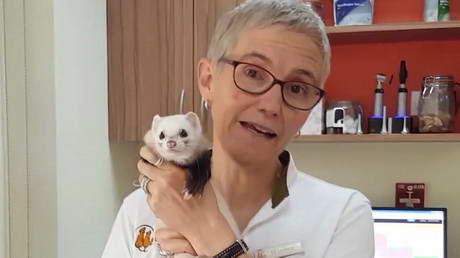 A Fittingly Ferret Focus