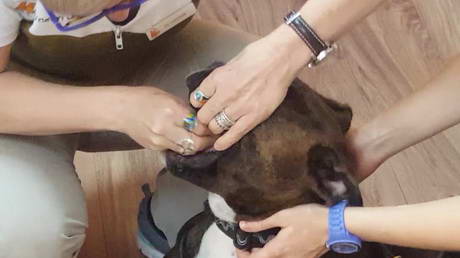 Export Tick & Tapeworm Treatment