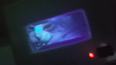 Glow-In-The-Dark Kitten - Ringworm!