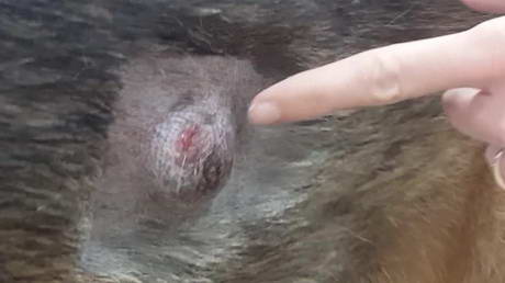 Needle Aspirates and a Big Lump