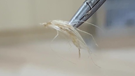 Things that get stuck down an ear