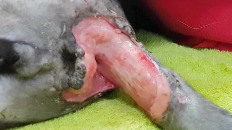 Nasty cat-bite abscess