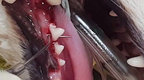 Dental x-rays are SO important!