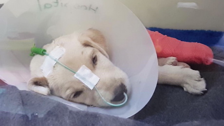 Parvo virus in puppies