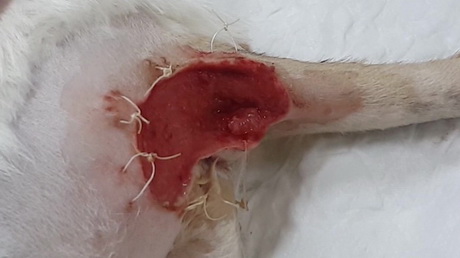 Manuka honey sweetens up wounds